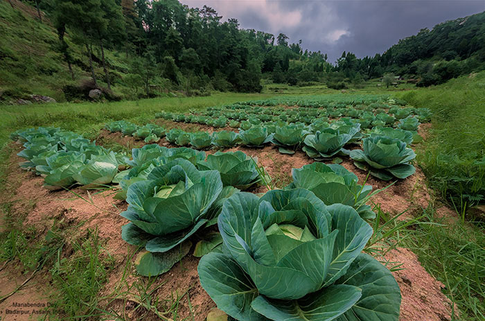 cabbages depth-of-field lens to subject distance