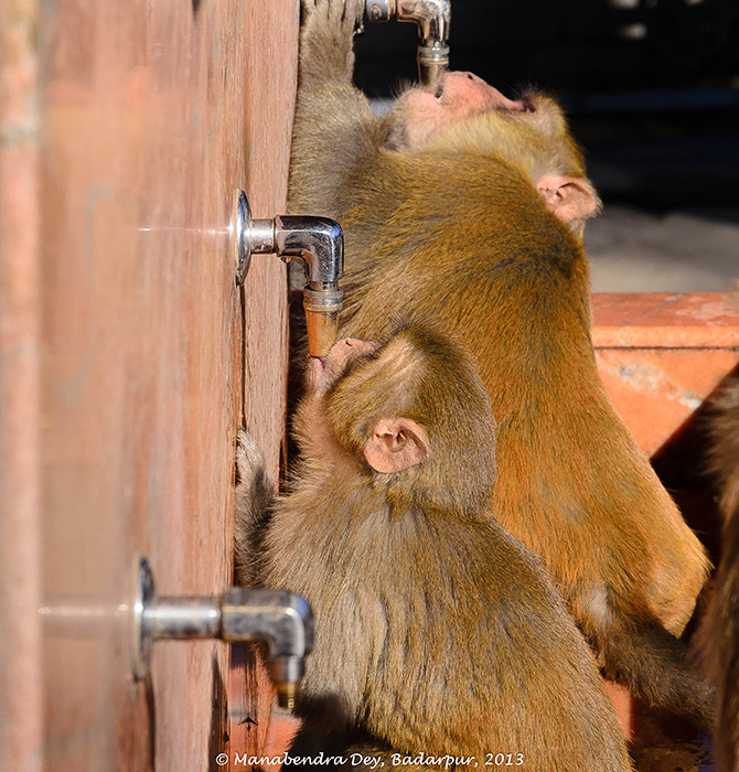 simla monkeys story